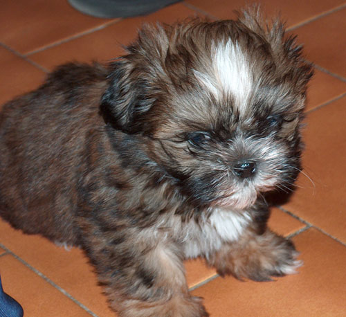 Chiot shih-tzu - Assurance santé chiens et chats